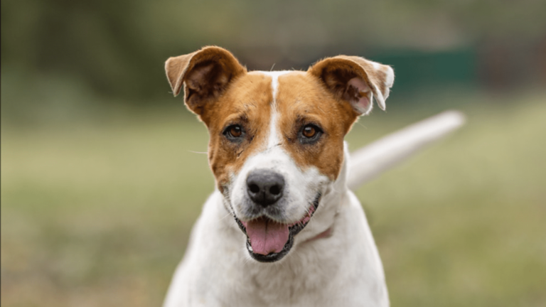 5 Ways to Celebrate Bond with Your Dog Day 2024