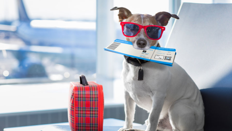 Planning a Trip to the US with Your Dog? Stay Updated with These Essential Guidelines