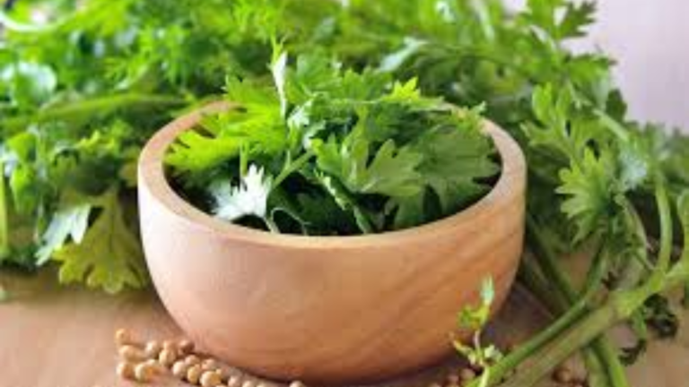 Harnessing the Power of Coriander: Benefits and Preparation of Coriander Leaves Water