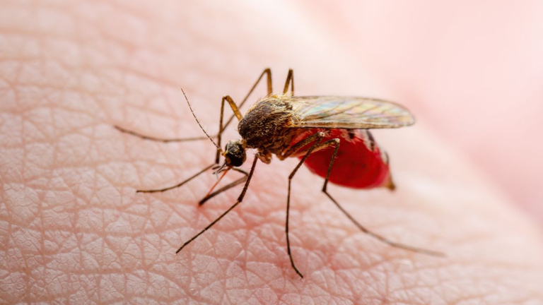 Philippines Sees 33% Rise in Dengue Cases in 2024, Reports 337 Deaths”