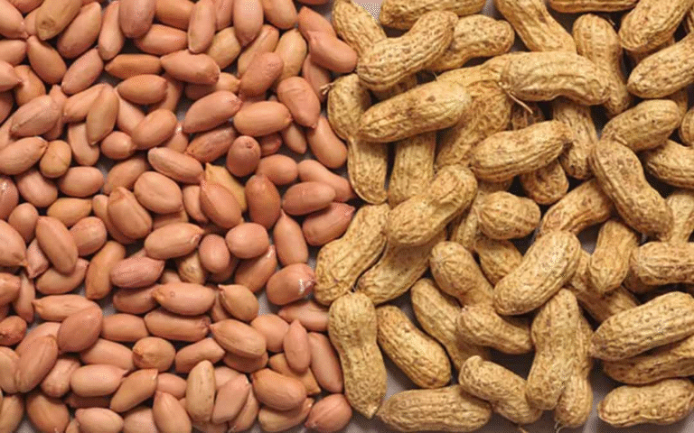 Benefits of Groundnut: A Power-Packed Superfood for Daily Health